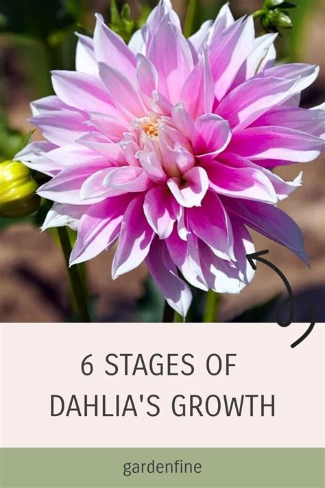 The Magical Creator Dahlia and the Power of Intuition